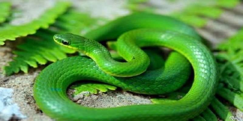Mơ thấy rắn đánh con gì, là điềm may hay điềm rủi?
